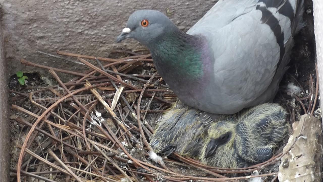Baby pigeons in nest on balcony Feral pigeons YouTube