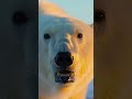 Polar Bear vs. Walrus — What Happened Next?