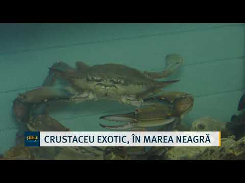 Video: Crustaceu Epishura: descriere, caracteristici și fapte interesante