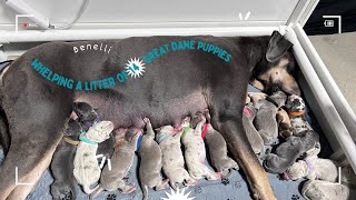 WHELPING A LITTER OF 14 GREAT DANE PUPPIES