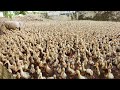 Bầy vịt con đông như kiến. Ducklings are crowded like ants . Thanh Hoài KG