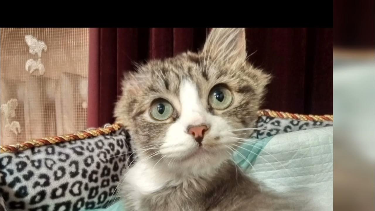 Алекс кот без лап. Алекс кот без лап