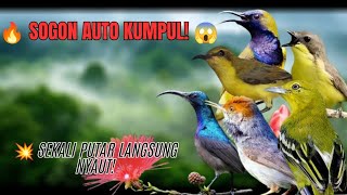 SOGON AUTO KUMPUL! 🔥 Suara Pikat Sogon Terbaik untuk Memancing Respons.