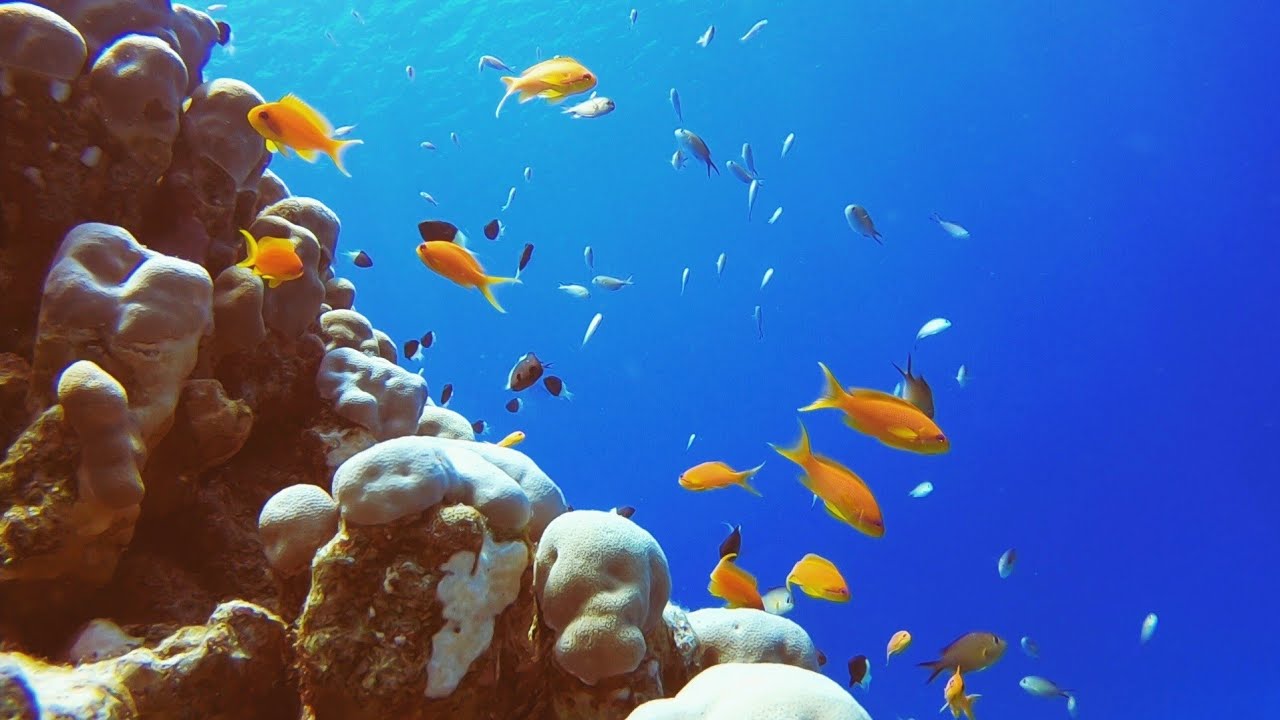 Incredible Yanbu Scuba Diving : Pearl of the Red Sea