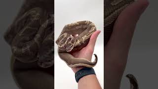 Update on the GHI Mojave Puzzle, can’t wait for him to be in the lineup! #ballpython