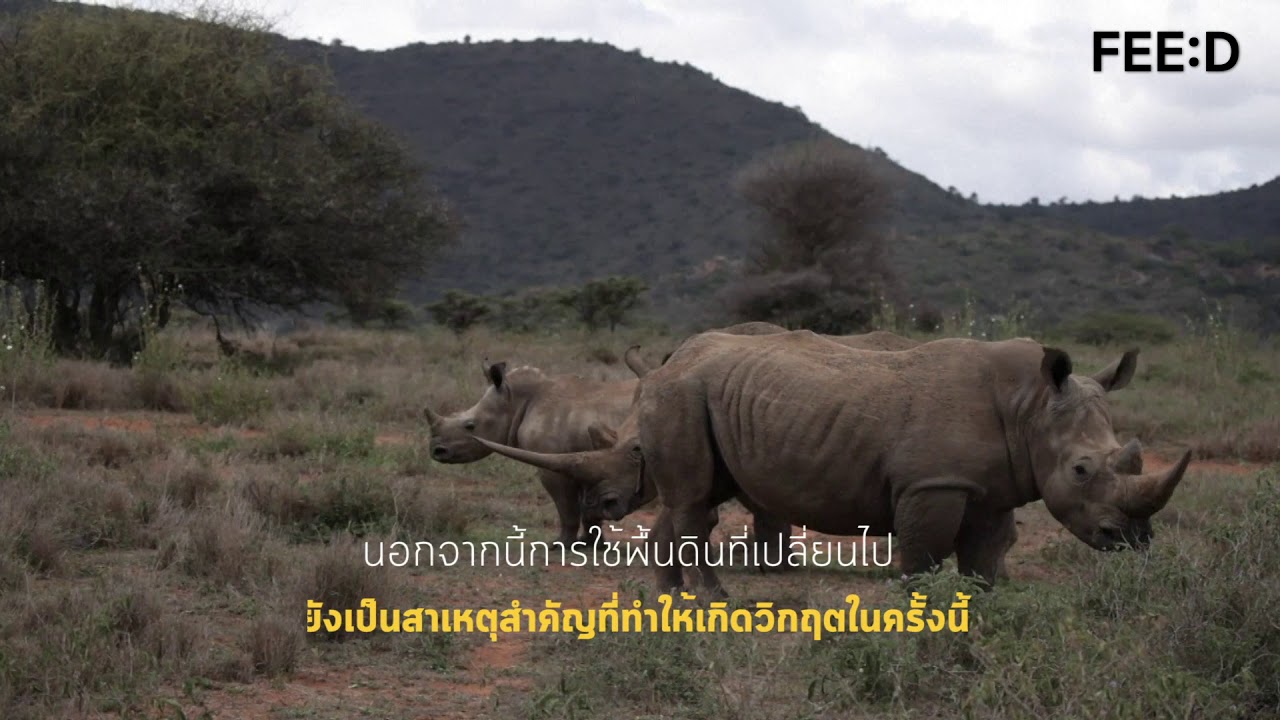 สัตว์และพืช 1 ล้านสายพันธุ์ "เสี่ยงต่อภาวะสูญพันธุ์" ด้วยน้ำมือมนุษย์