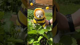 Tiny Cedric the chihuahua bee rates flowers  #chihuahua #cutedogs #funnydog