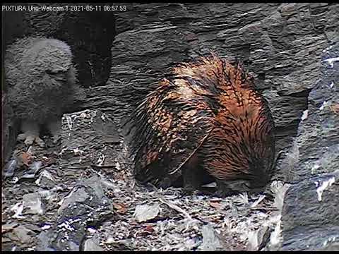 Eifel Older Owlet Down Larder Stairs May 2021 live cam preview