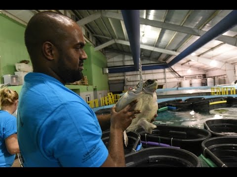 Endangered turtles from New England arrive in New Orleans for rehabilitation by AudubonInstitute Endangered turtles from New England arrive in New Orleans for rehabilitation