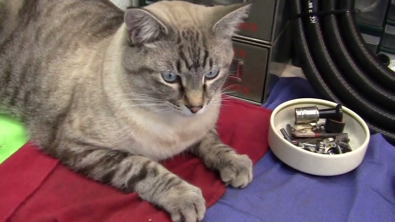 5) -2013 Yamaha Zuma 50 Техническое обслуживание