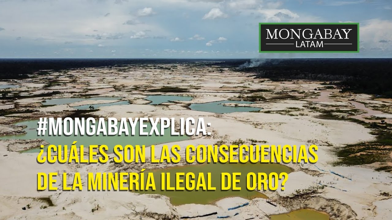¿Cuáles son las consecuencias de la minería ilegal de oro? - YouTube