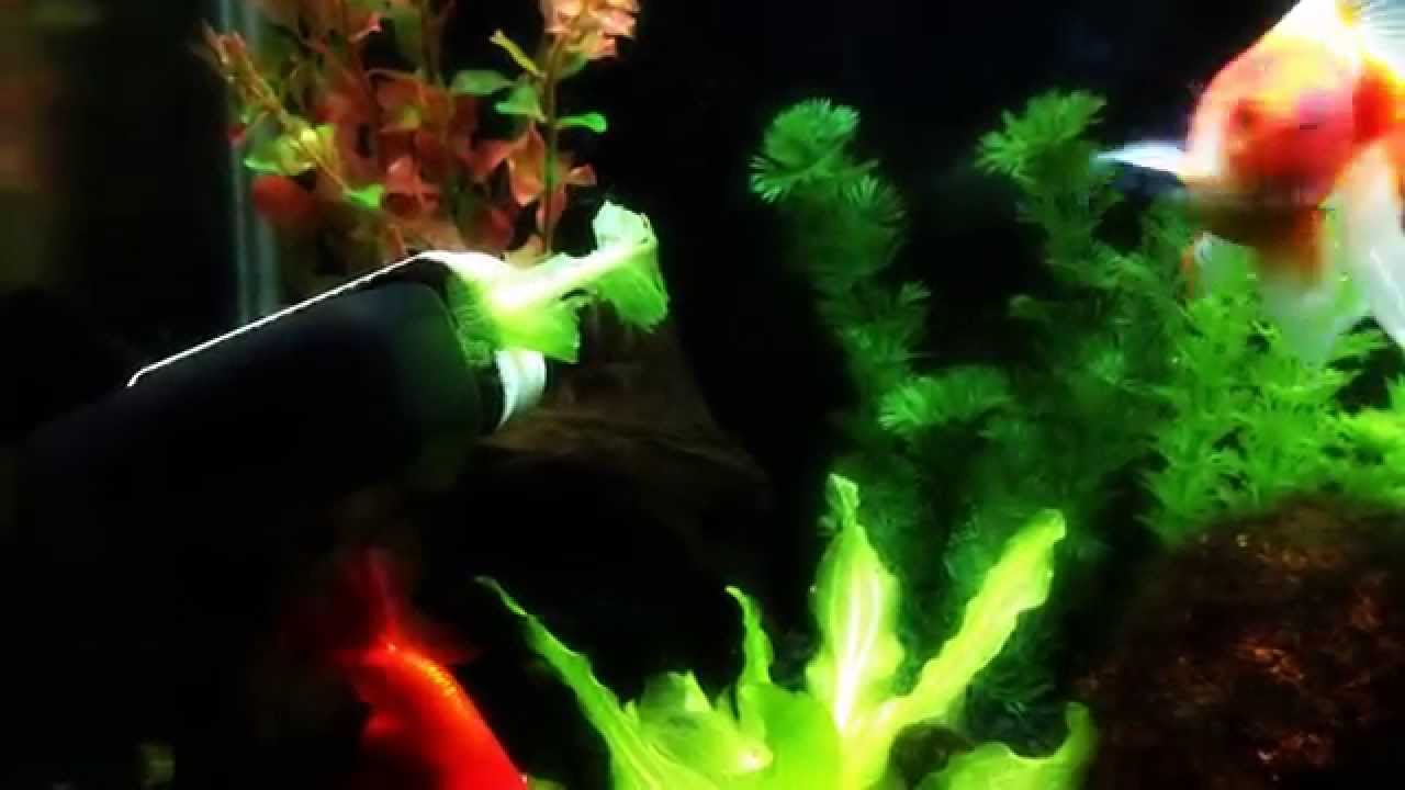 Goldfish eating lettuce YouTube