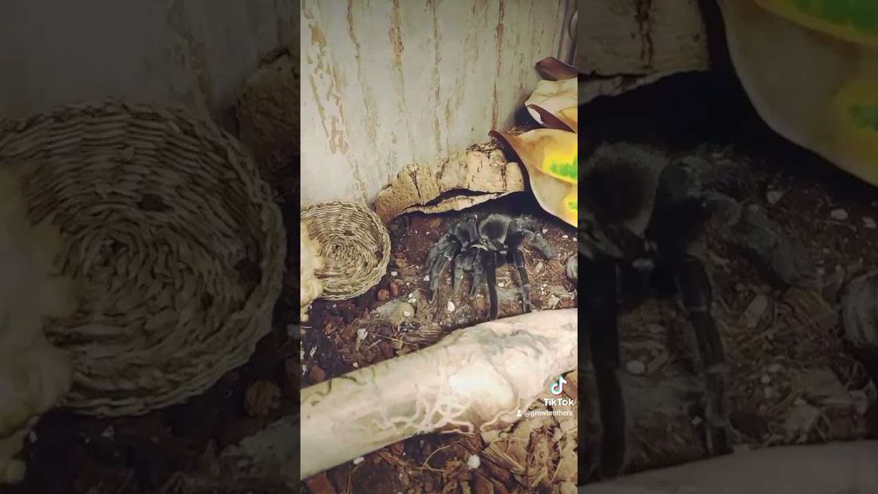 Граммостола Пульхра | GrowBrothers | #shorts