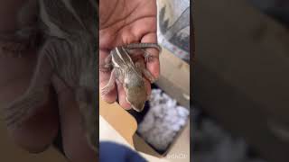 இநத சறய உயர கபபதத ஒர வழ சலலஙக தயவ சயத