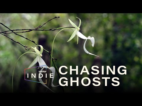 ვიდეო: რა არის Ghost Orchid - შეიტყვეთ რამდენიმე ფაქტი Ghost Orchid-ის შესახებ