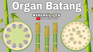 Organ batang pada tumbuhan - biologi sma kelas materi organ tumbuhan screenshot 5