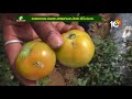 టమాటకు సూదిపురుగు గండం | How to Control Pests in Tomato Farming | Matti Manishi | 10TV