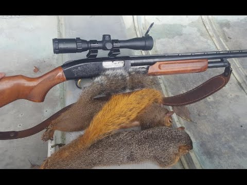 shotgun scope squirrel hunting