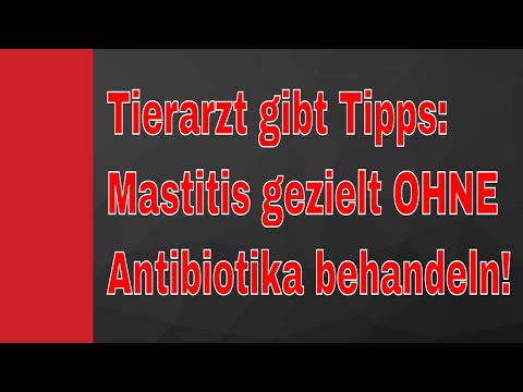 Mastitis bei Kühen: Wie Milchviehbetriebe Euterentzündungen gezielt OHNE Antibiotika behandeln!