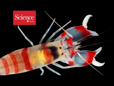 How do ultrafast snapping shrimp close their claws so quickly?
