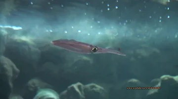Come prenotare all'acquario di Napoli?