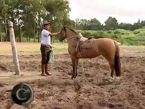 Vídeo: Um cavalo naufragado pode ser montado novamente?