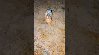 nonggol keluar dari dalam lumpur ngerii #vidioshorts #eelcatch #belut #ngerii #berandayoutube