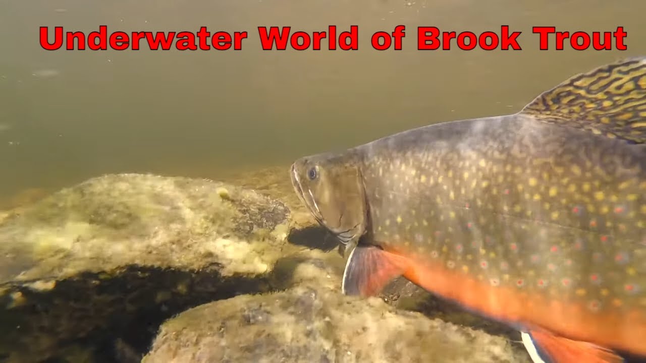Discovering Nature's Most Beautiful Trout Species