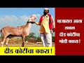 'Modi' goat । तब्बल दीड कोटींचा मोदी बकरा! Modi Goat Worth Rs 1.5 Crore