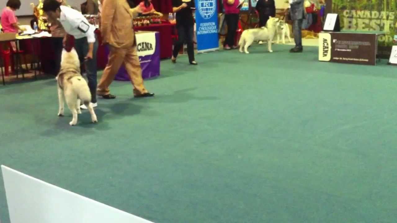 skc dog show