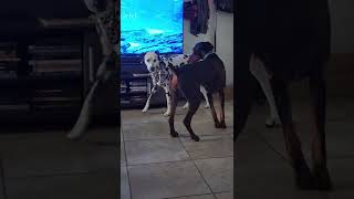 Doberman/Dalmatian tease fight     Share & like