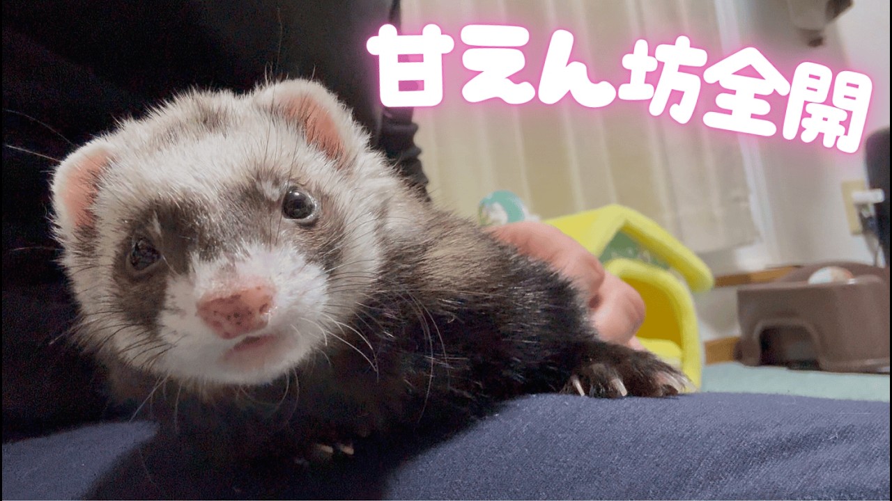 遊んで壊して甘えて寝る。これがフェレットの日常です【ferret#1969】