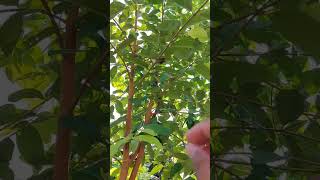 Download Lagu Burung Prenjak Tamu Gacor Lepas Sangkar ! Prenjak di Alam Liar Lestari ! #prenjakgacordor MP3