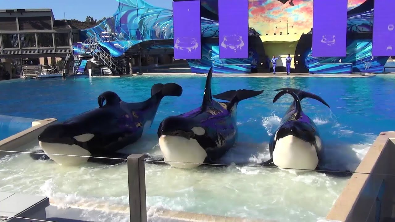 SeaWorld San Diego | 2015 | One Ocean - Front Row | Full Show - YouTube