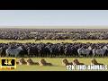 Amazing African Wildlife Caught on Camera in 4K | African Animals, Wildlife Footage, Safari