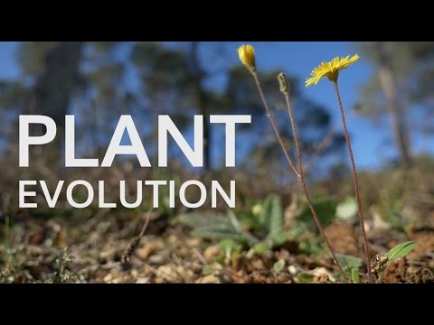 Plant Evolution