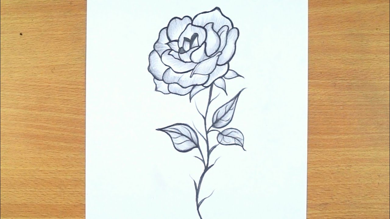 26 Free Vintage Rose Illustrations from Old Gardening Catalogs - Picture  Box Blue