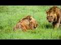 Extraordinary Lion Hunt Filmed | Attenborough 60 Years In The Wild | BBC Earth