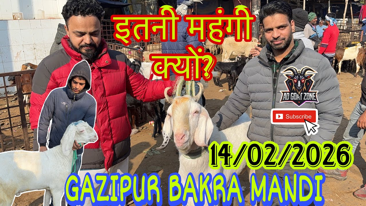 इतनी महंगी क्यों? || DELHI GAZIPUR BAKRA MANDI || 14/02/2026 @ADGoatzone #gazipurbakramandi 