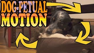 Doggy Perpetual Motion...almost.