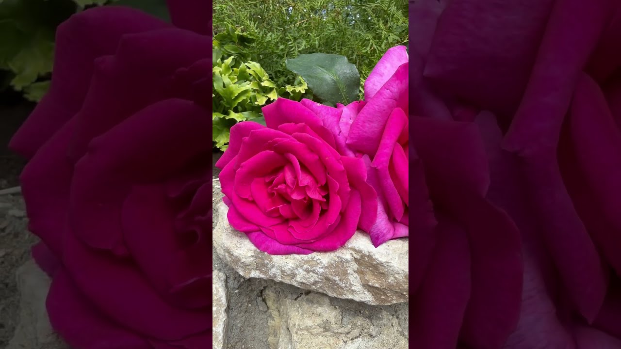 Watch My Personal Review For Rose Buxom Beauty Now Gardenerben