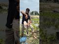 500 kg fishing bait thrown into River #fishing #bait #hook #bigfish #fish #riverfishing