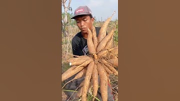Perbandingan singkong Taiwan dan singkong China