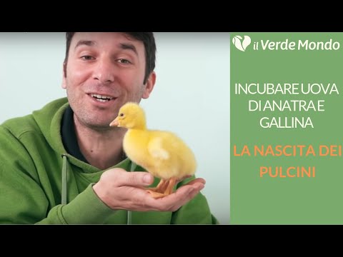 Video: Come Allevare Papere In Un'incubatrice