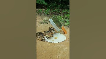 Create Amazing Bird Trap - Quail Trap #bird trap using Knife #shorts