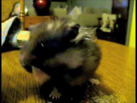Black Hamster - Parry Gripp