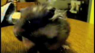 Watch Parry Gripp Black Hamster video