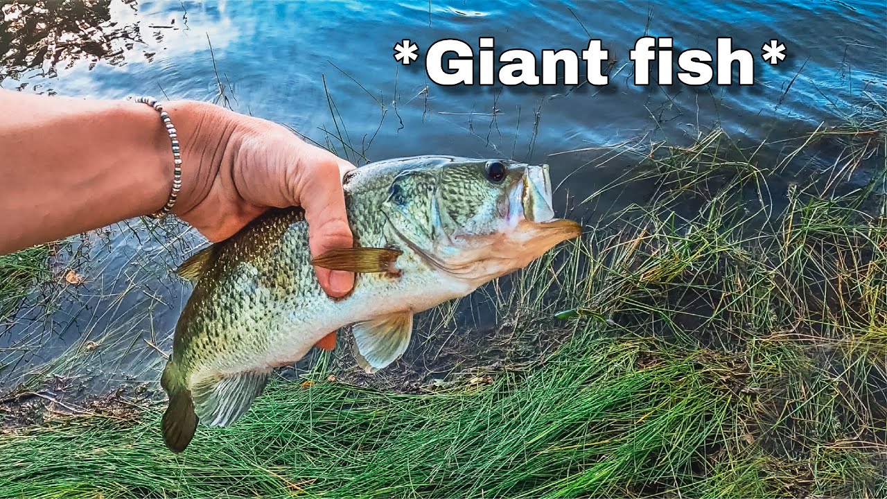 How To Catch More BIG BASS Shocking YouTube