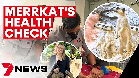 Meerkats at Sydney Zoo get a health check up | 7NEWS - DayDayNews