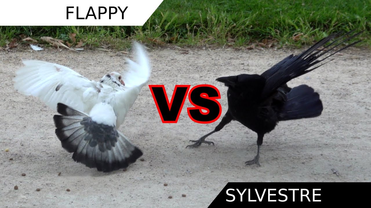 Flappy’s return Pigeon vs Crow